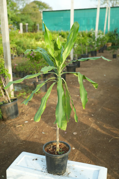 Dracaena fragrans 5