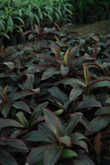 Cordyline fruticosa 10