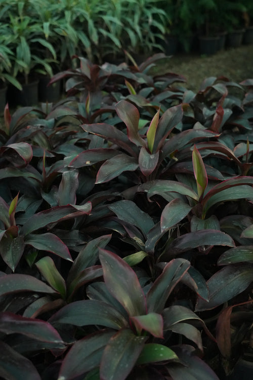 Cordyline fruticosa 10
