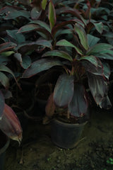 Cordyline fruticosa 10