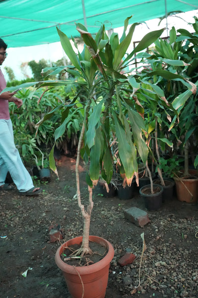 Dracaena fragrans 4