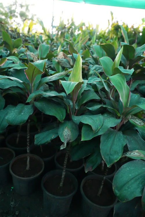 Cordyline fruticosa 12