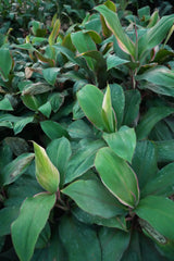 Cordyline fruticosa 12