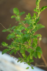 Rama Tulsi 1