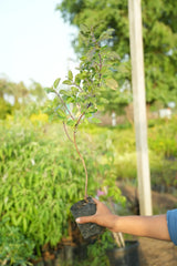 Rama Tulsi 1