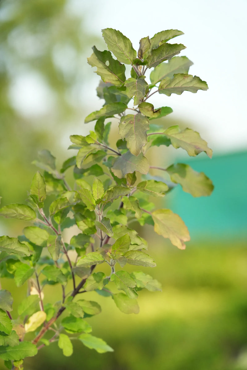 Rama Tulsi 1