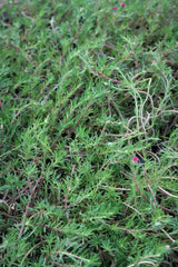 rosemary 1