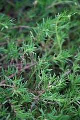 rosemary 1
