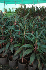 Cordyline fruticosa 7