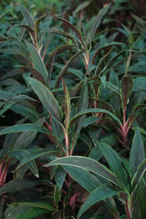Cordyline fruticosa 7