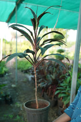 Cordyline fruticosa 7