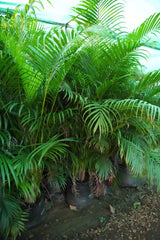 Areca Palm - D