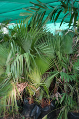 Red Latania palm