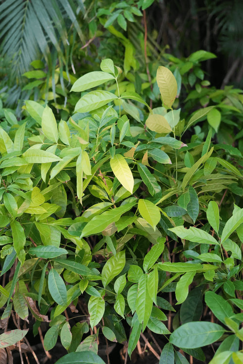 African Mahogany sapling 1