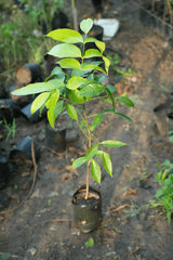 African Mahogany sapling 1