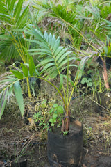 Areca triandra