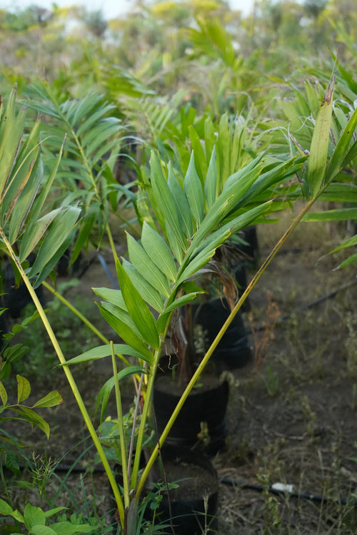 Areca triandra