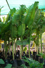 Traveller_s Palm