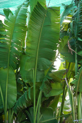 Traveller_s Palm