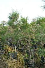 Casuarina equisetifolia - D