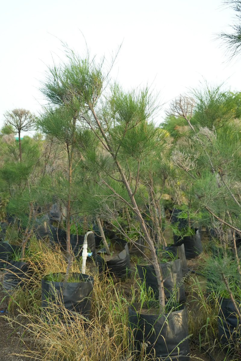 Casuarina equisetifolia - D
