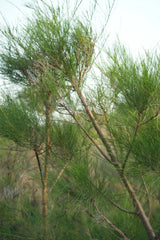 Casuarina equisetifolia - D