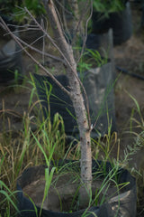 Casuarina equisetifolia - D