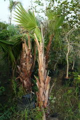 Washingtonia palm