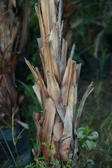 Washingtonia palm