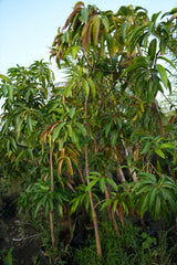 Mangifera indica - D