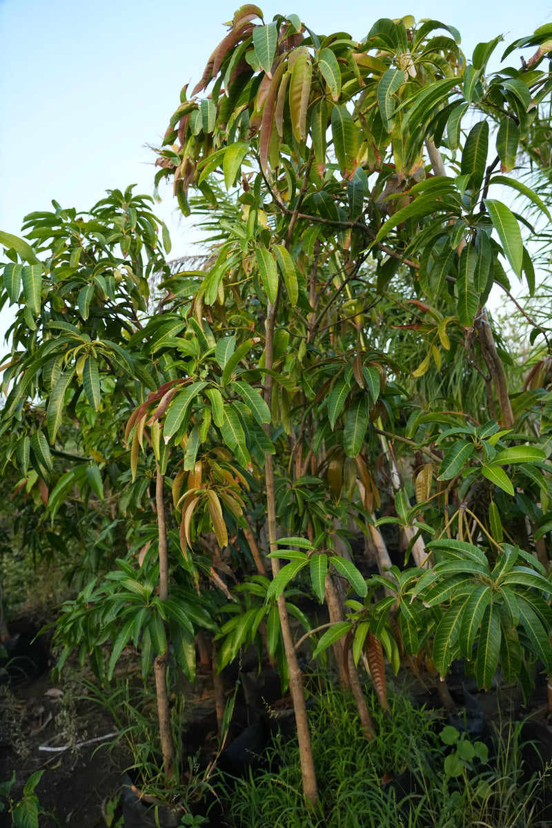 Mangifera indica - D