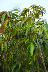 Mangifera indica - D