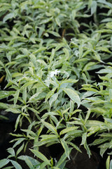 Variegated Crape Jasmine