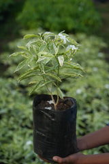 Variegated Crape Jasmine