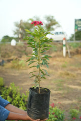 Jatropha integerrima 1