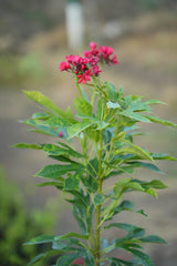Jatropha integerrima 1