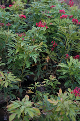 Jatropha integerrima 1