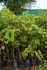 Bauhinia purpurea
