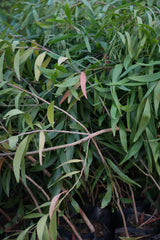 Japanese stiltgrass