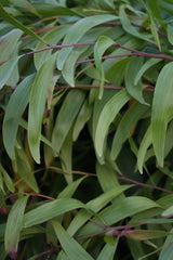 Japanese stiltgrass