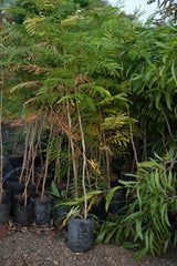 Sesbania grandiflora