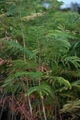 Sesbania grandiflora
