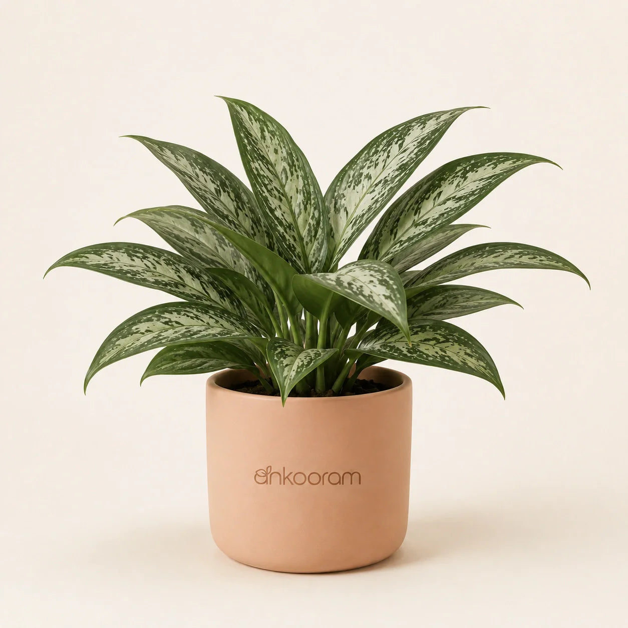 Aglaonema Snow White Plant