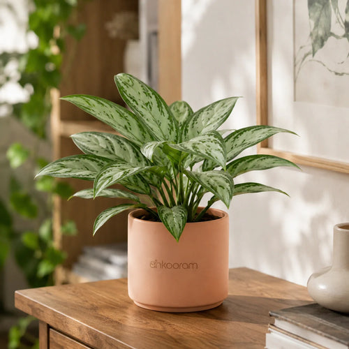 Aglaonema Snow White Plant