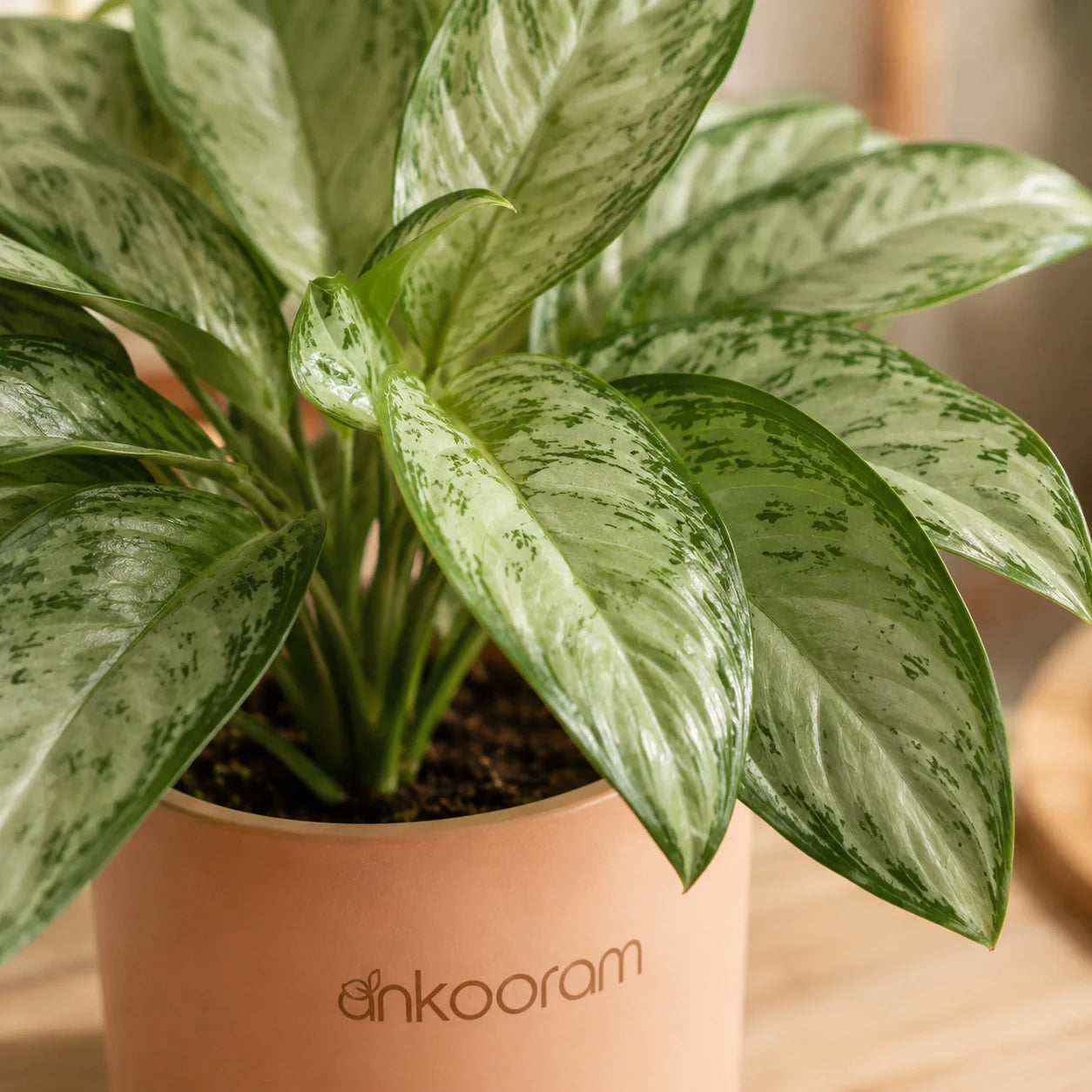 Aglaonema Snow White Plant