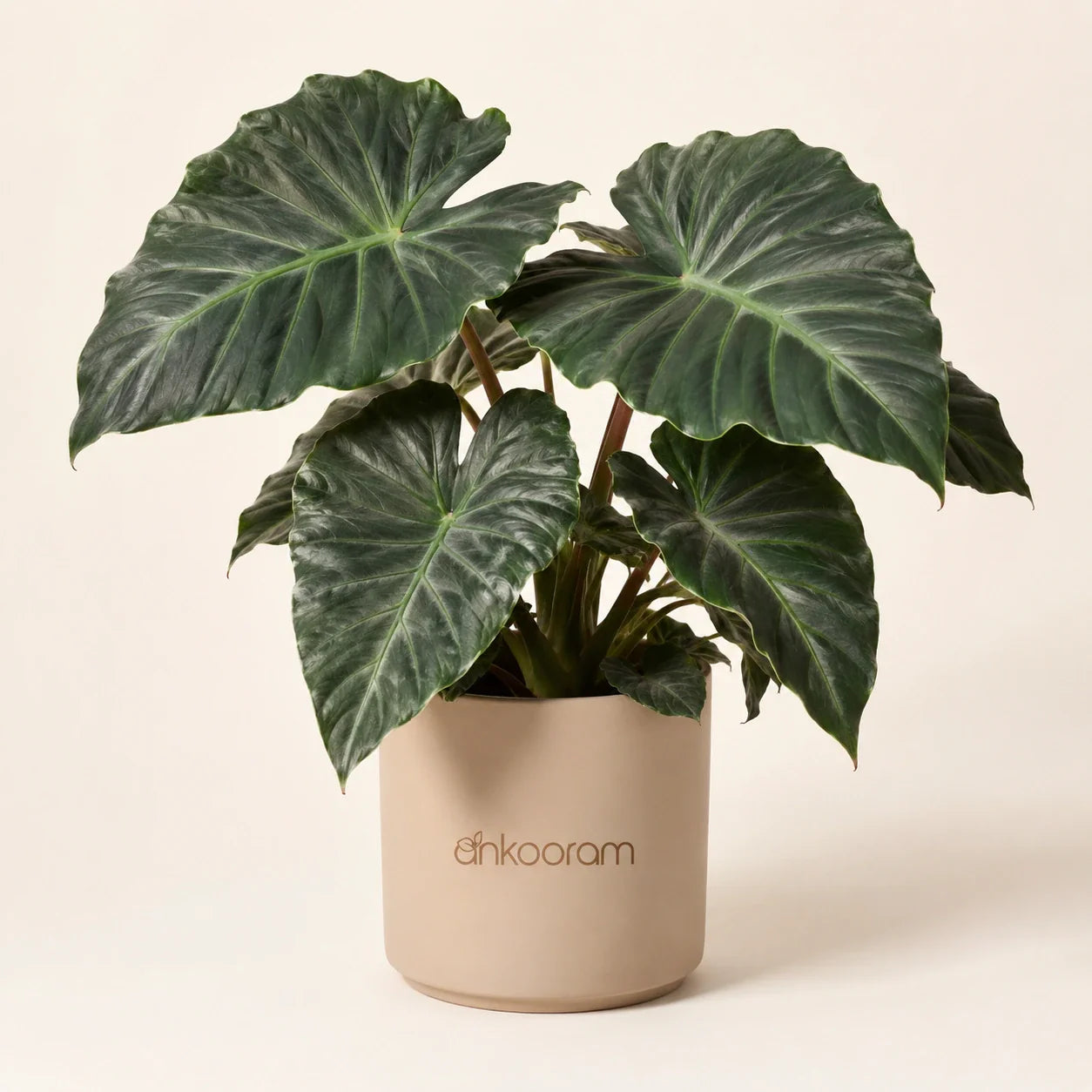 Alocasia Plant