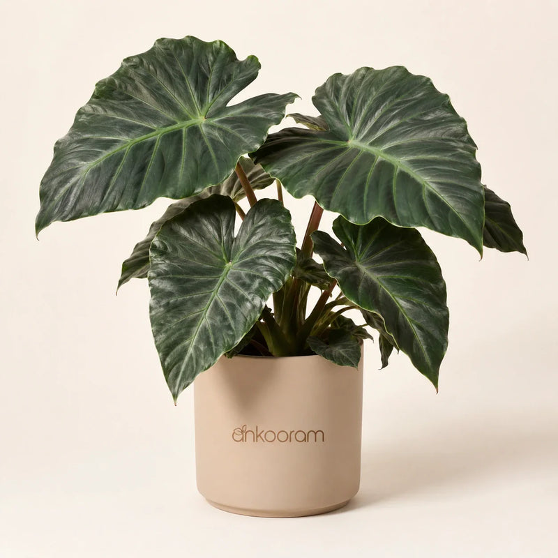 Alocasia Plant