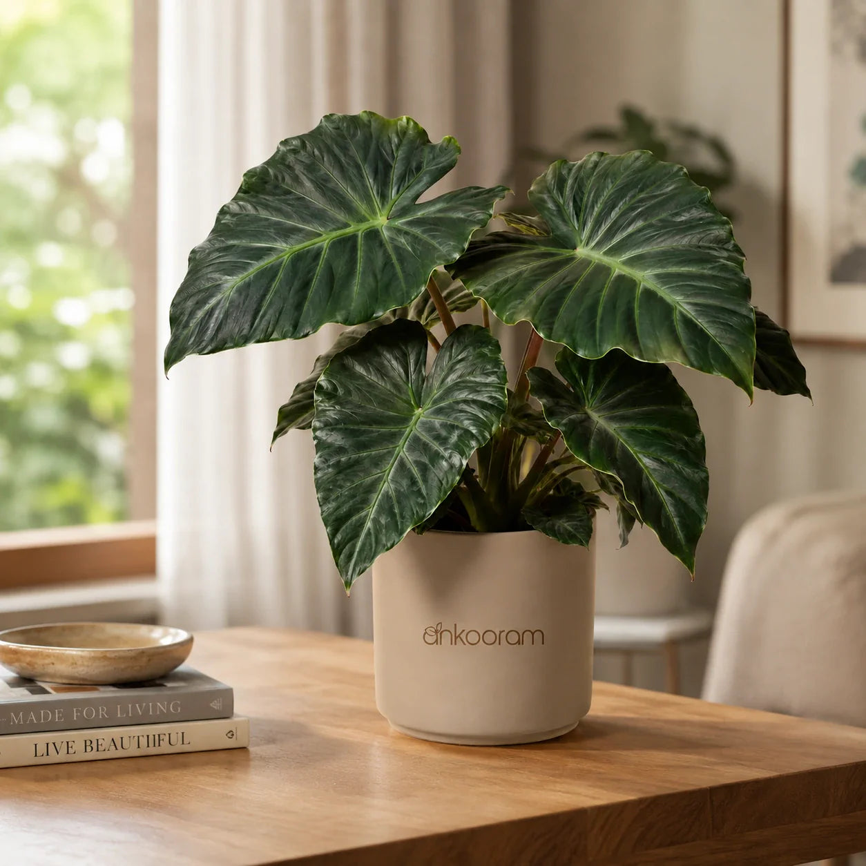Alocasia Plant