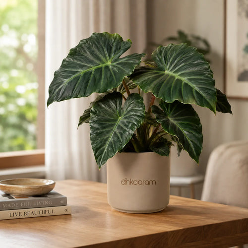 Alocasia Plant