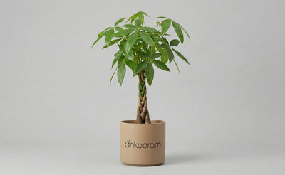 Money Tree Plant